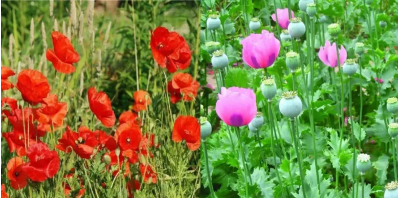 禁种铲毒宣传 | 罂粟不是花，种一颗也违法！