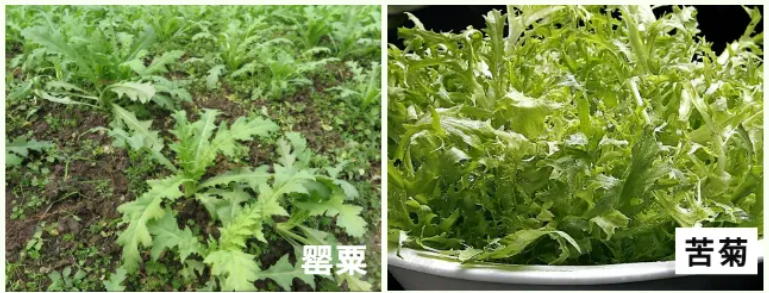 禁种铲毒宣传 | 罂粟不是花，种一颗也违法！