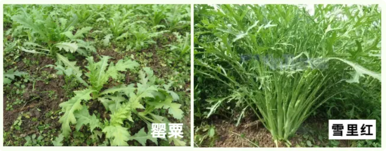 禁种铲毒宣传 | 罂粟不是花，种一颗也违法！