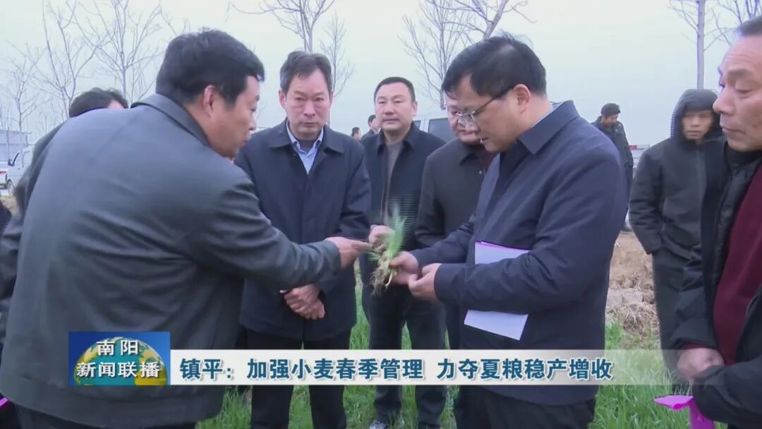 镇平：加强小麦春季管理&nbsp;力夺夏粮稳产增收