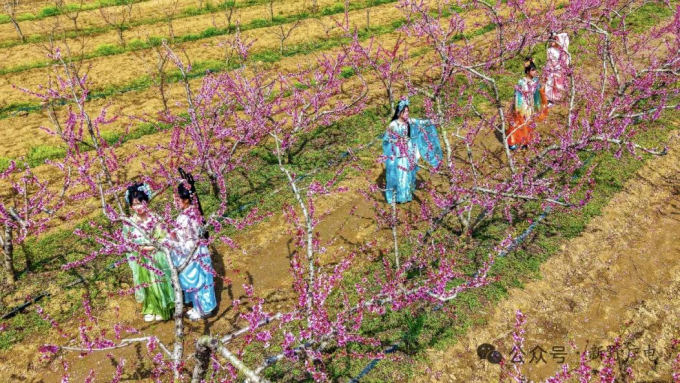 春满新野 花漾生态  ——邀您共赴春日之约