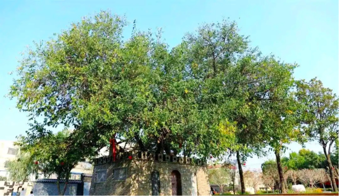 春满新野 花漾生态  ——邀您共赴春日之约