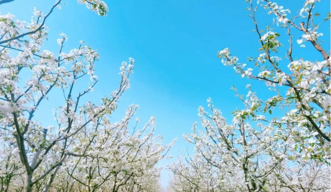 春满新野 花漾生态  ——邀您共赴春日之约