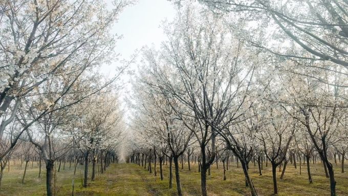 方城县：樱花烂漫正当时  游人如织醉春风