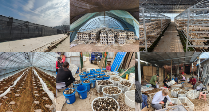 特色菌菇兴产业 实干赋能促振兴