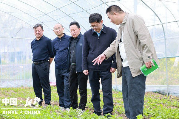 县委书记赵红亮调研春季麦田管理、蔬菜产业发展等工作