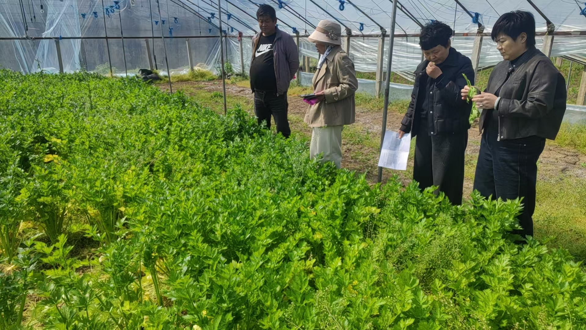 镇平县农技中心积极开展“五棵菜” 生产技术服务工作 镇平县农技中心积极开展“五棵菜” 生产技术服务工作