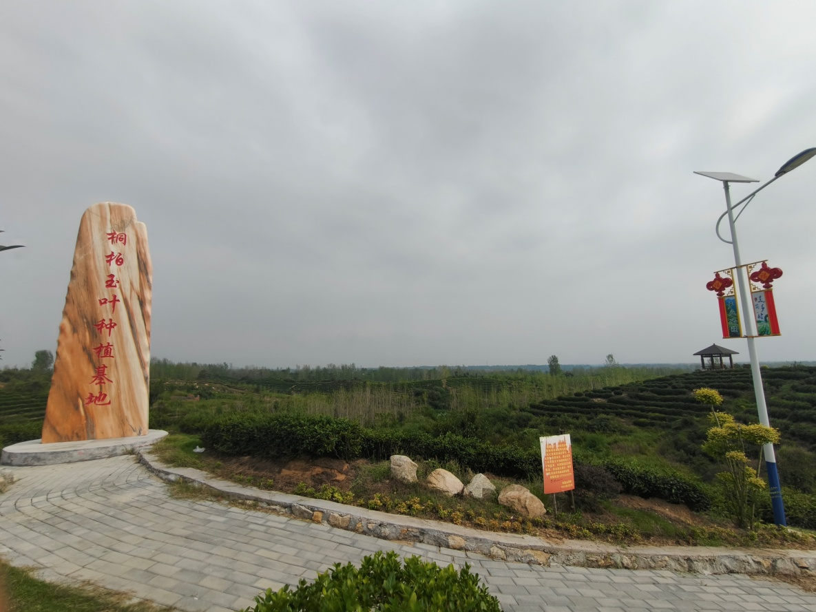 桐柏县“淮南茶旅游公路”入选“2026全国茶乡旅游精品景点线路”