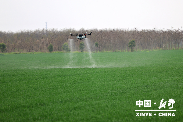 县委书记赵红亮调研春季麦田管理、蔬菜产业发展等工作