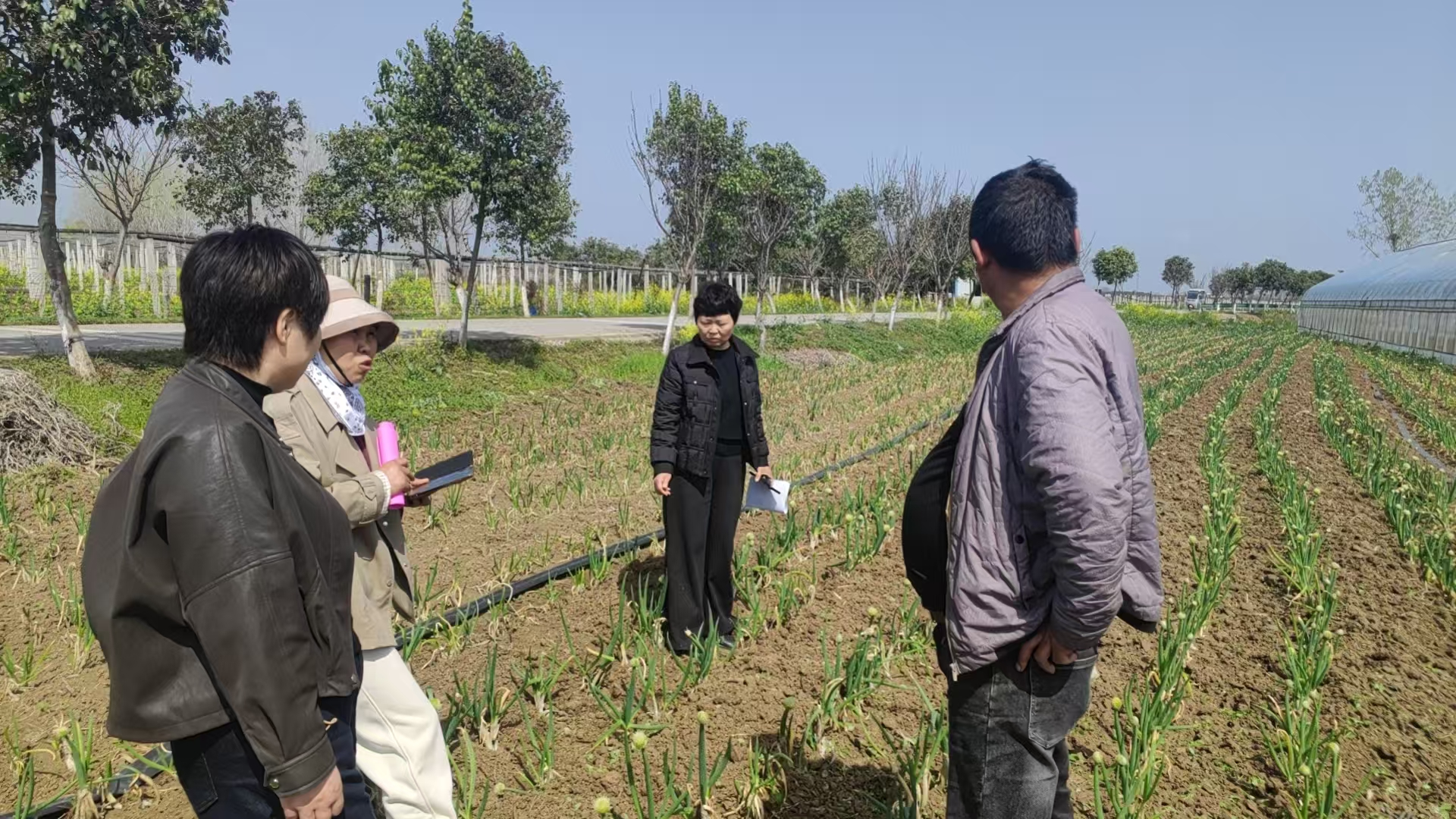 镇平县农技中心积极开展“五棵菜” 生产技术服务工作 镇平县农技中心积极开展“五棵菜” 生产技术服务工作