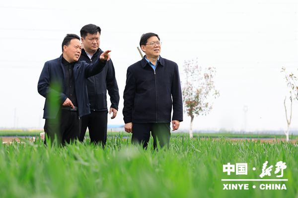 县委书记赵红亮调研春季麦田管理、蔬菜产业发展等工作