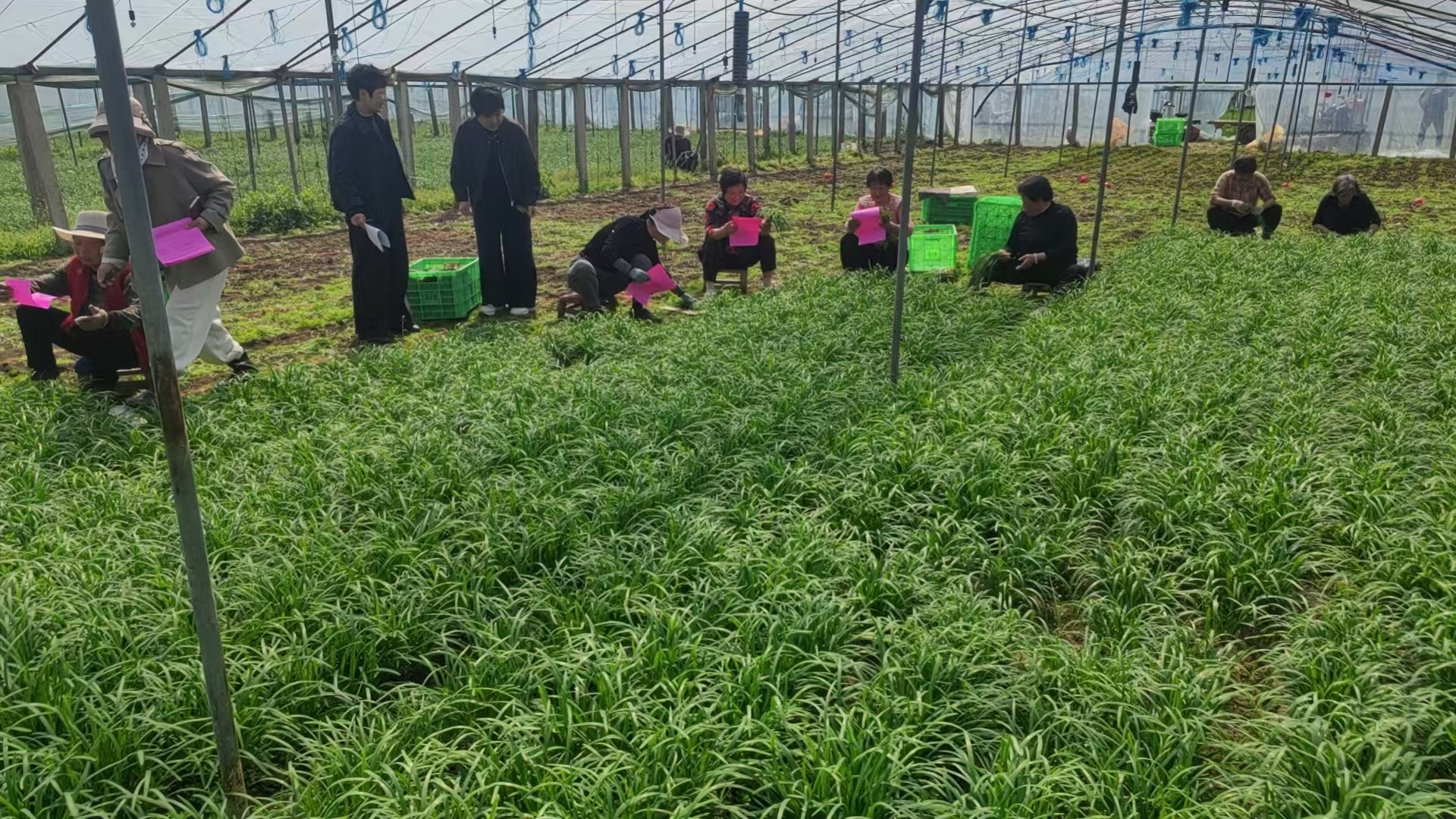 镇平县农技中心积极开展“五棵菜” 生产技术服务工作 镇平县农技中心积极开展“五棵菜” 生产技术服务工作