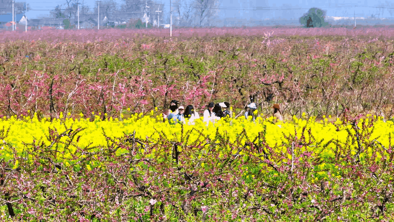 津湾春韵・桃醉新野