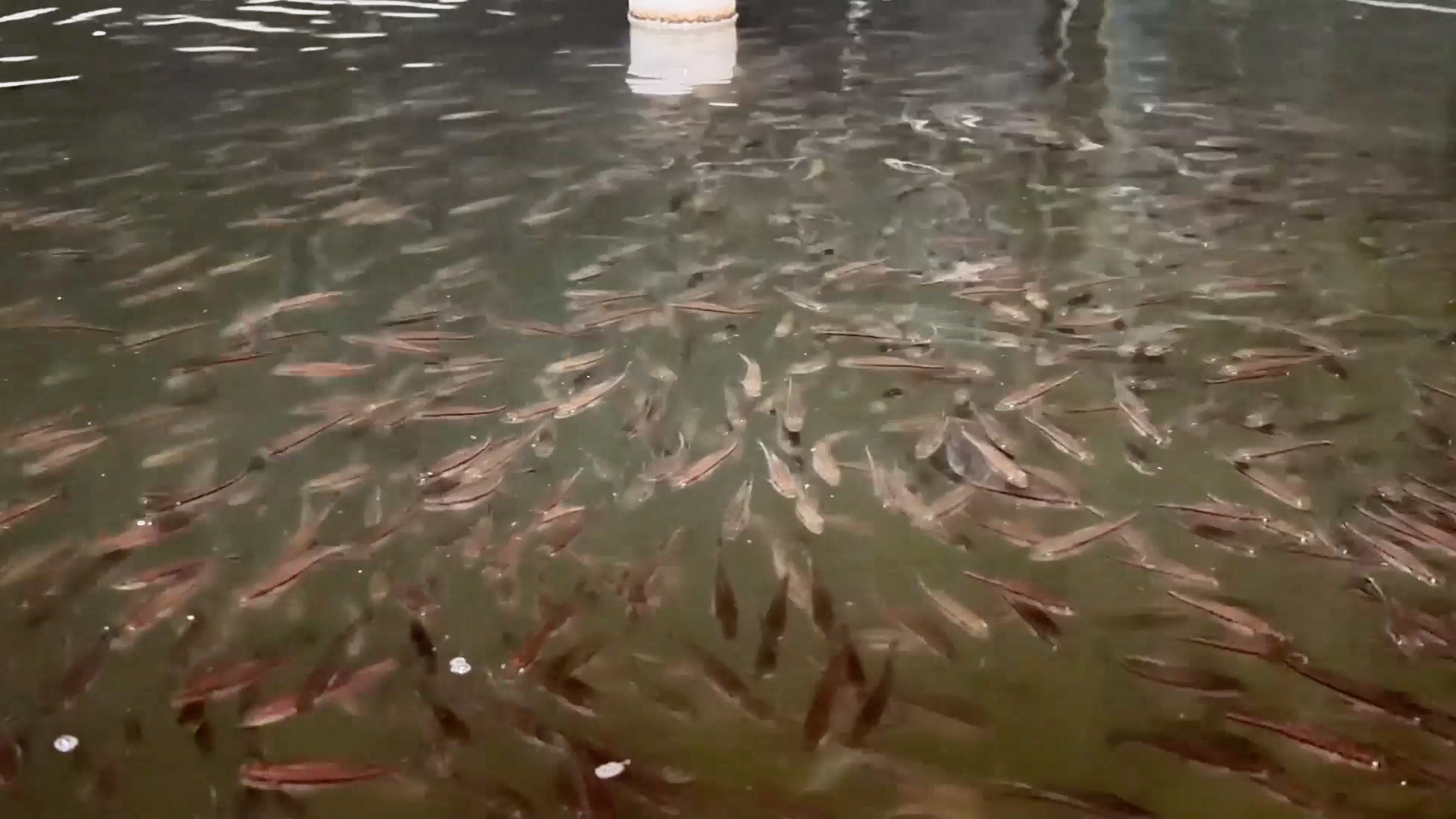 9118028461157144 a11f19e998ecb03224d883d674341e11.png