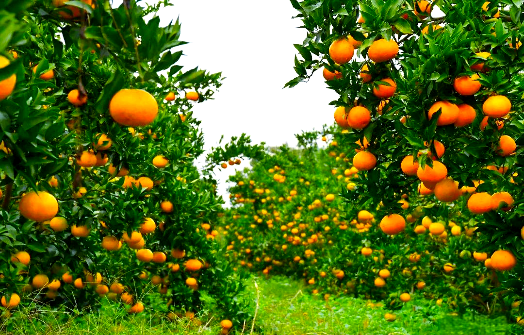 柑桔春季管理技术要点