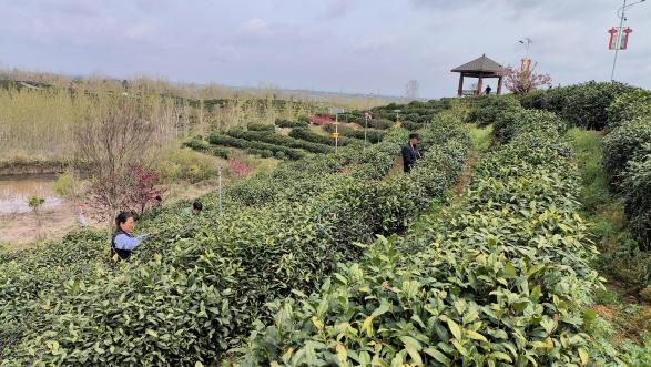 产业强基 环境塑形 和美铸魂 ——桐柏县月河镇、朱庄镇乡村振兴实践观察 产业强基 环境塑形 和美铸魂 ——桐柏县月河镇、朱庄镇乡村振兴实践观察