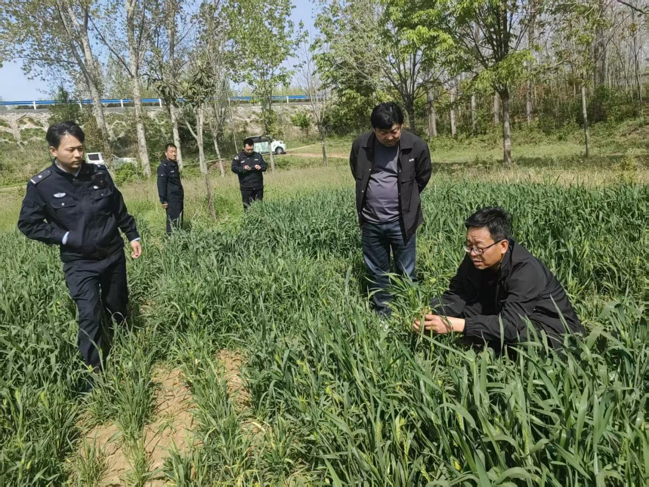 镇平县：小麦麦田起纠纷，农技人员现场诊断解民忧