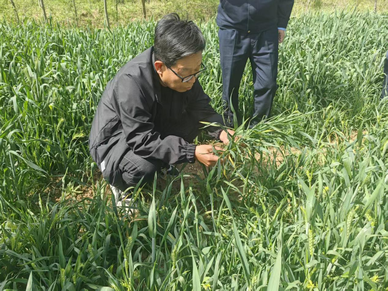 镇平县：小麦麦田起纠纷，农技人员现场诊断解民忧