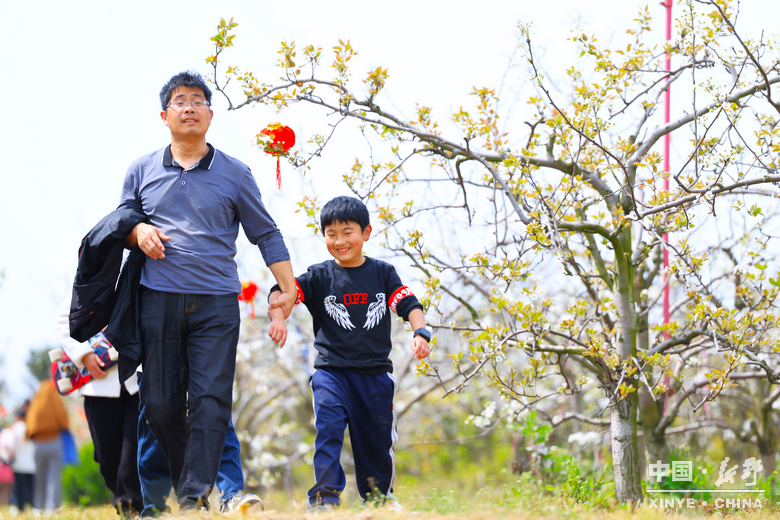梨云漫野·雪染上庄 梨云漫野·雪染上庄