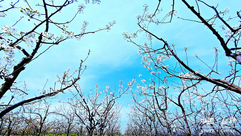 梨云漫野·雪染上庄 梨云漫野·雪染上庄