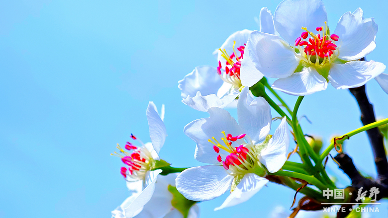 梨云漫野·雪染上庄 梨云漫野·雪染上庄