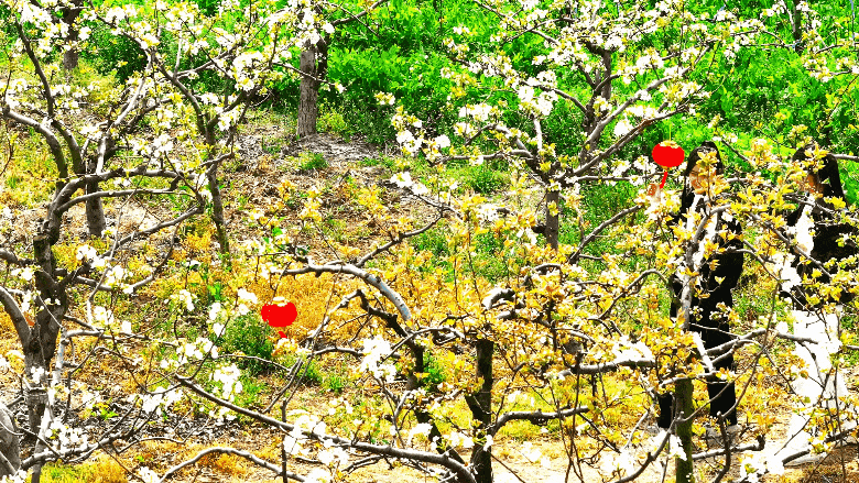 梨云漫野·雪染上庄 梨云漫野·雪染上庄