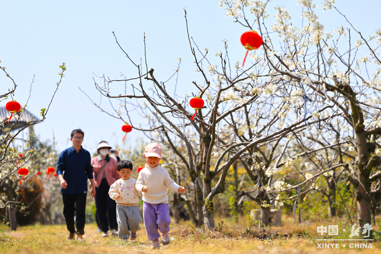 梨云漫野·雪染上庄 梨云漫野·雪染上庄