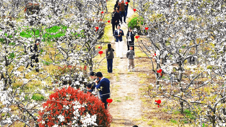 梨云漫野·雪染上庄 梨云漫野·雪染上庄