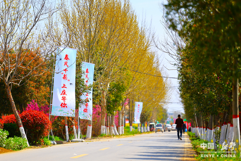 梨云漫野·雪染上庄 梨云漫野·雪染上庄