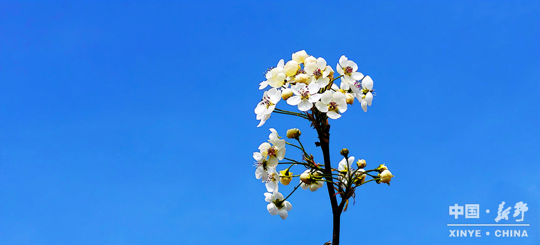 梨云漫野·雪染上庄 梨云漫野·雪染上庄