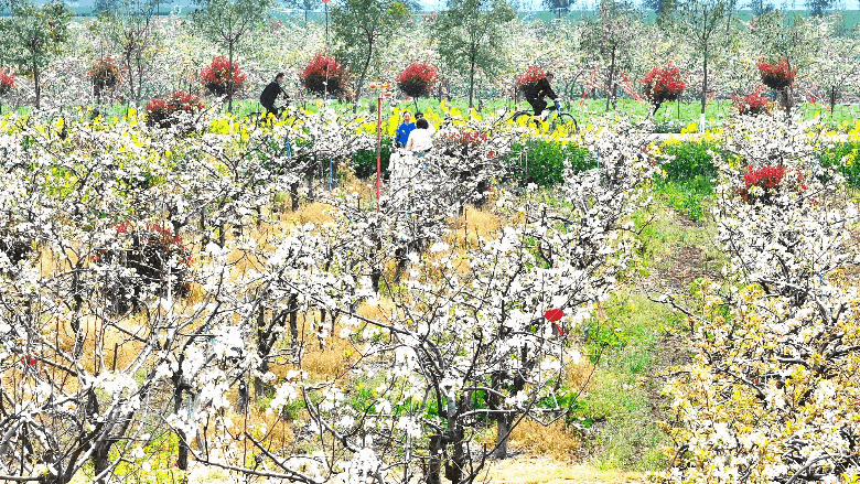 梨云漫野·雪染上庄 梨云漫野·雪染上庄
