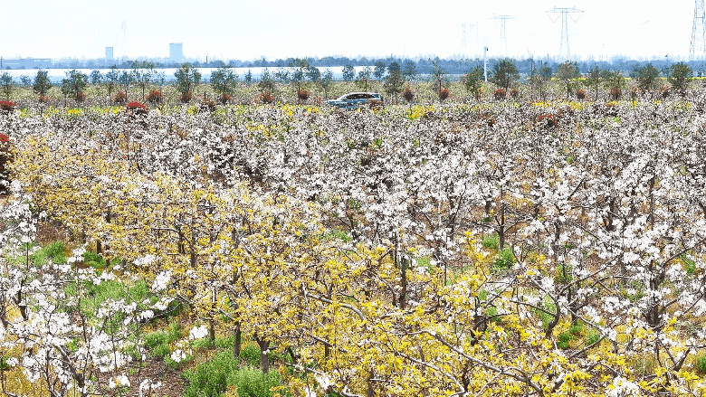 梨云漫野·雪染上庄 梨云漫野·雪染上庄