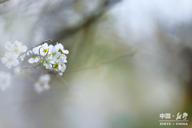 梨云漫野·雪染上庄 梨云漫野·雪染上庄