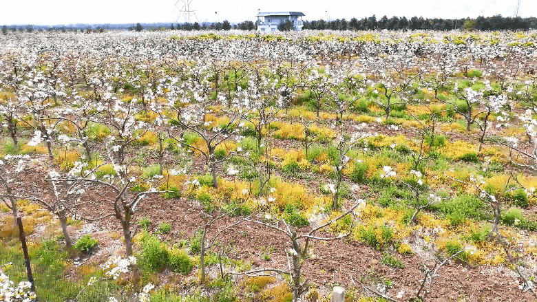 梨云漫野·雪染上庄 梨云漫野·雪染上庄