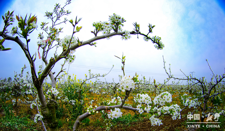 梨云漫野·雪染上庄 梨云漫野·雪染上庄