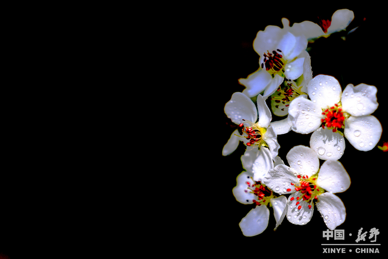 梨云漫野·雪染上庄 梨云漫野·雪染上庄