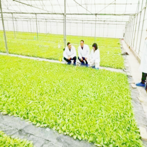 抓好整地起垄育苗  夯实烟叶产业基础