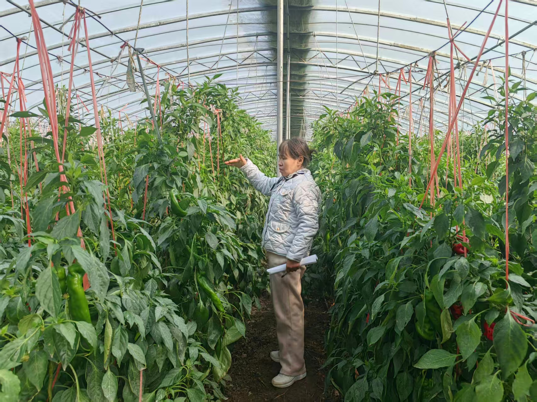 河南镇平蔬菜绿色种植蔬菜 产业提质增效