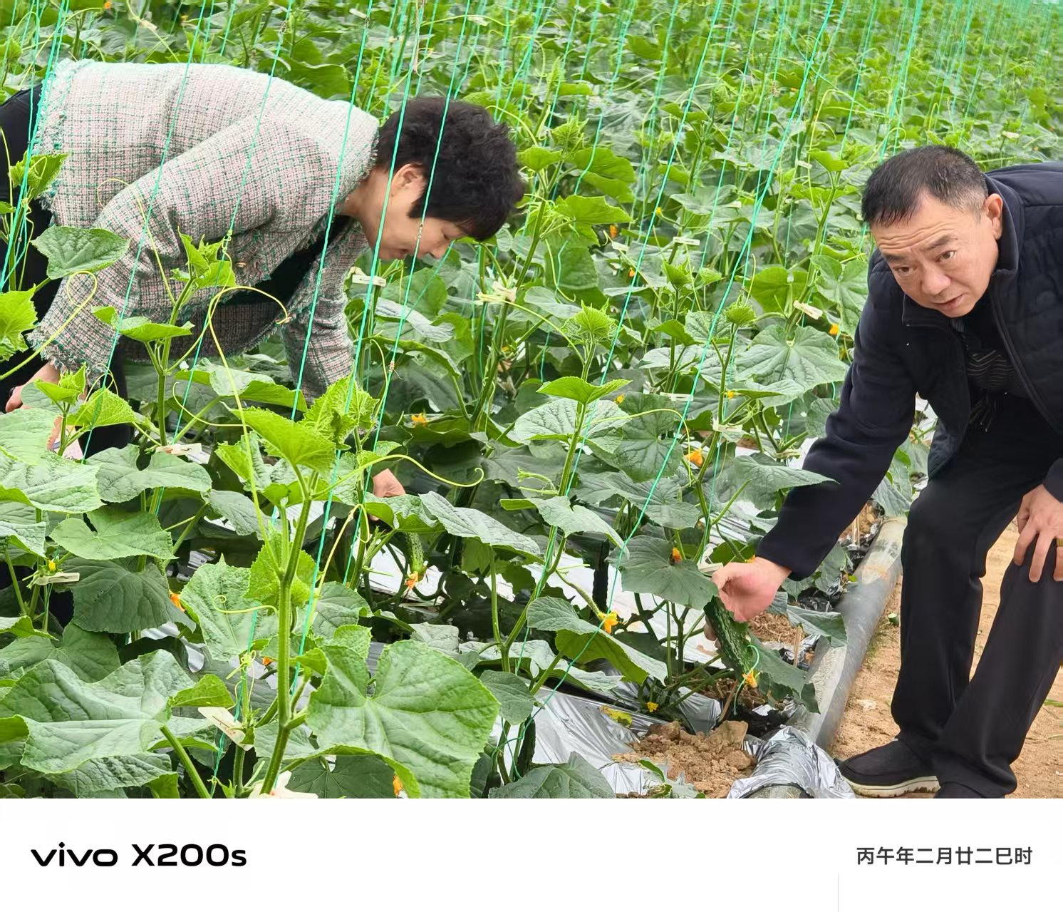 河南镇平蔬菜绿色种植蔬菜 产业提质增效