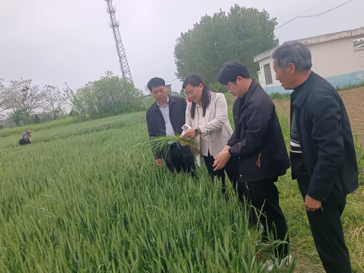 桐柏县平氏镇：多措并举全力防控 多花黑麦草