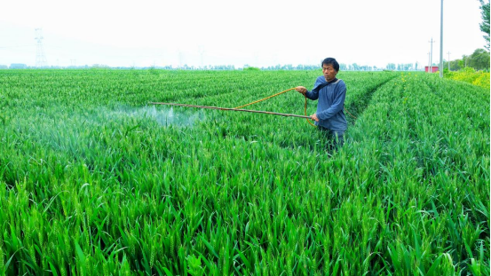 宛城区:打响多花黑麦草“歼灭战” 护航夏粮丰产增收 宛城区:打响多花黑麦草“歼灭战” 护航夏粮丰产增收