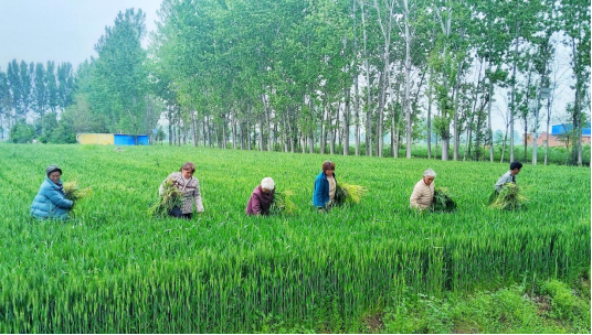 宛城区:打响多花黑麦草“歼灭战” 护航夏粮丰产增收 宛城区:打响多花黑麦草“歼灭战” 护航夏粮丰产增收