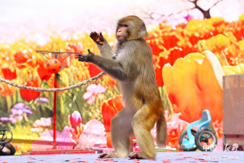 游尽欢，夜未央；盼来年，再重逢