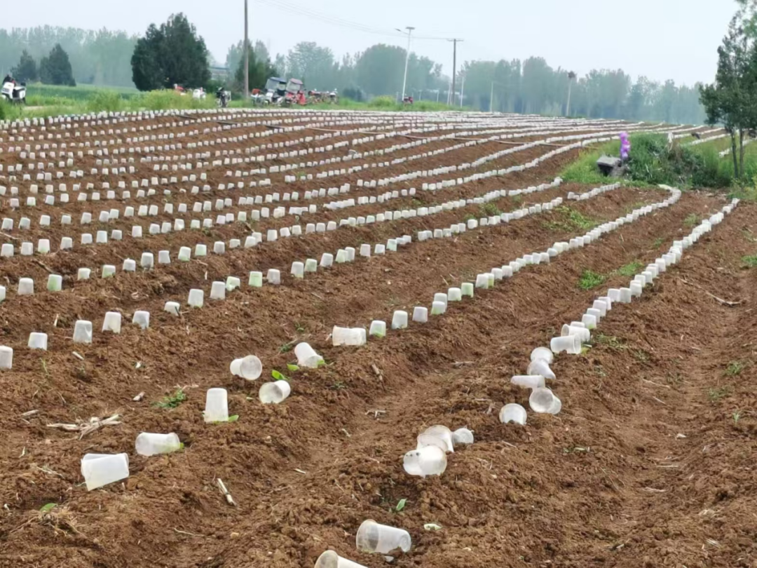 内乡余关镇：万亩“金叶”绘就富民新画卷