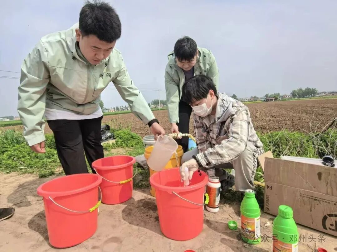 邓州市：小麦“一喷三防”全面铺开 筑牢夏粮丰收防线