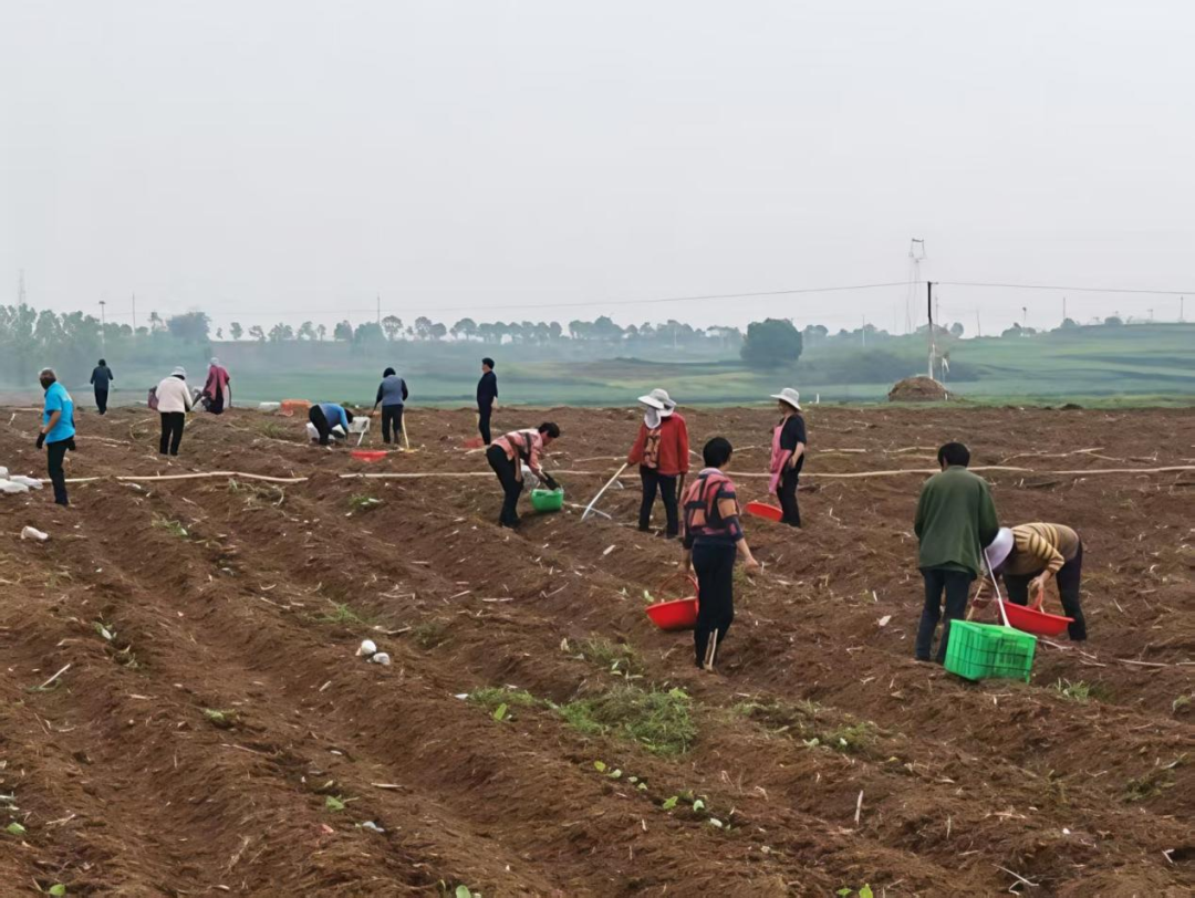 内乡余关镇：万亩“金叶”绘就富民新画卷