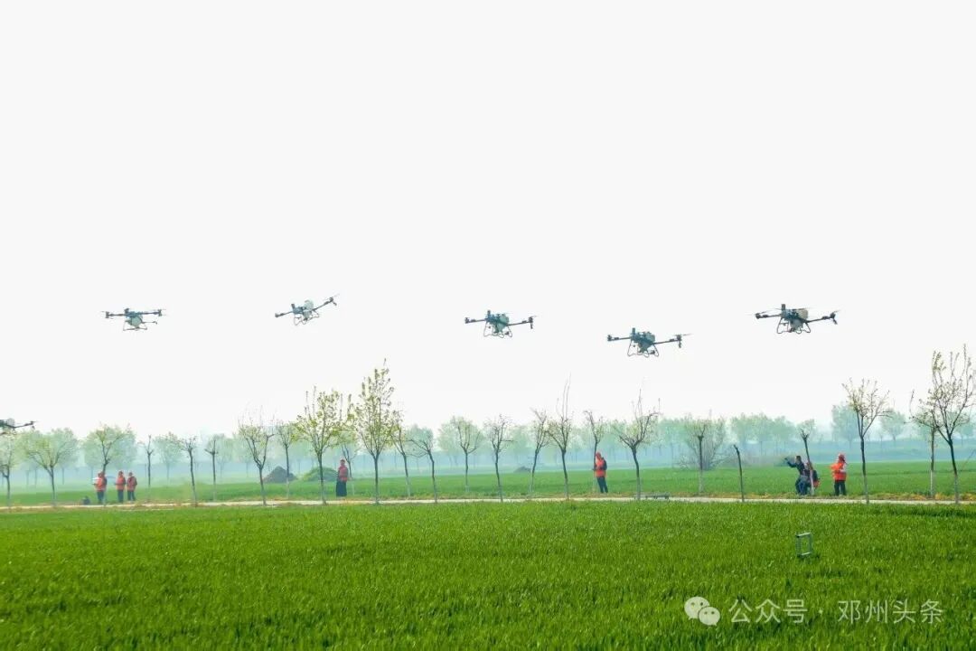 邓州市：小麦“一喷三防”全面铺开 筑牢夏粮丰收防线