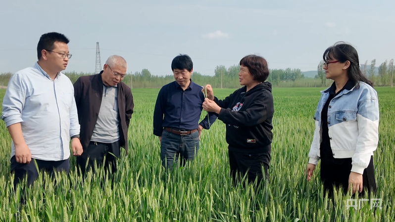 【央广网】河南淅川：大力推进统防统治 精准做好麦田管护