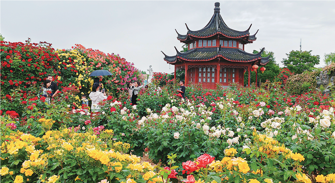 月季花开福满城