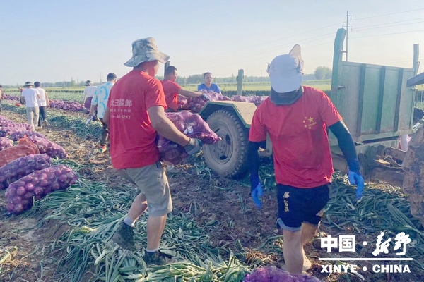 上港乡万余亩洋葱抢“鲜”上市